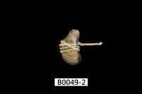 藏品(黑蕎麥蛤)的圖片